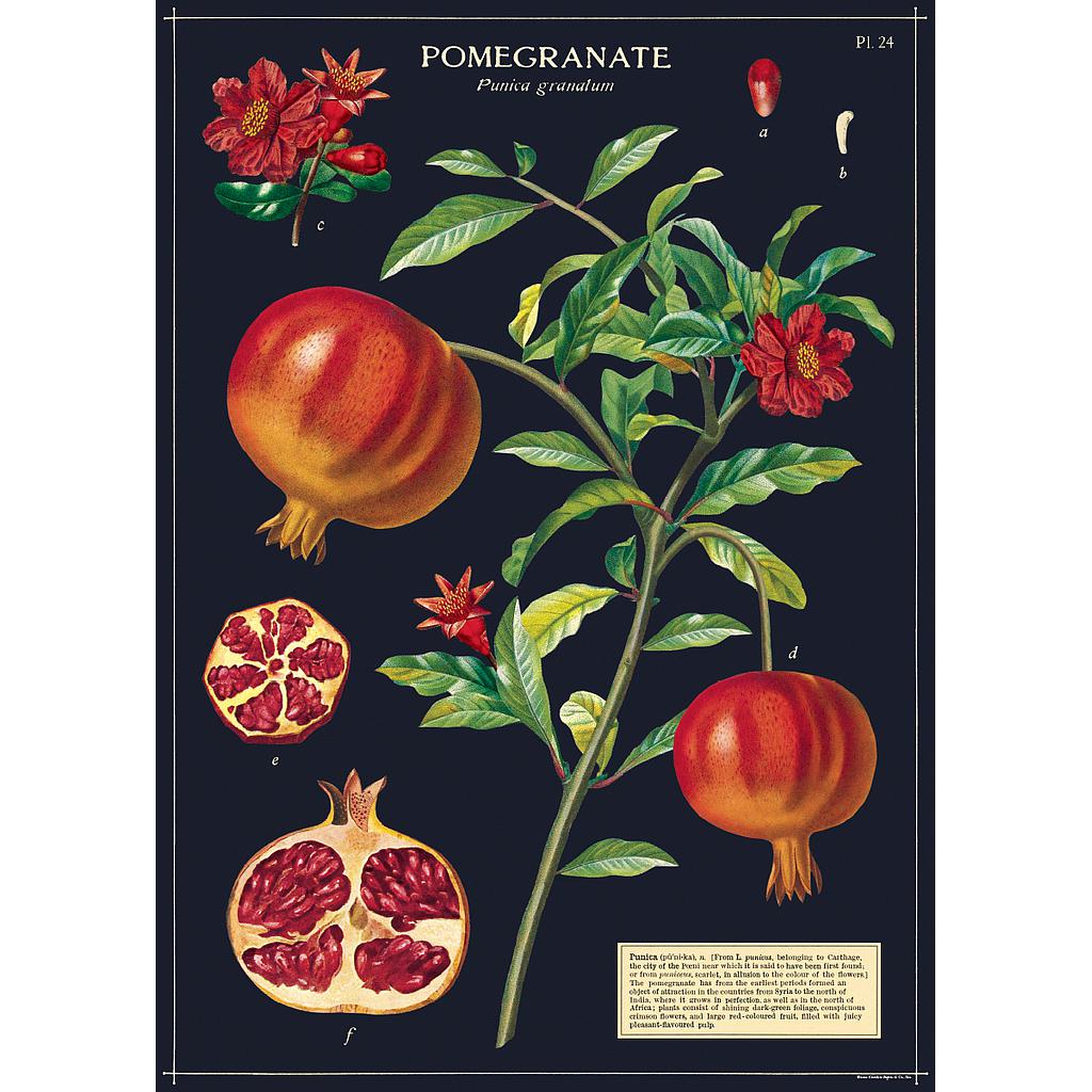 Juliste Granaattiomena