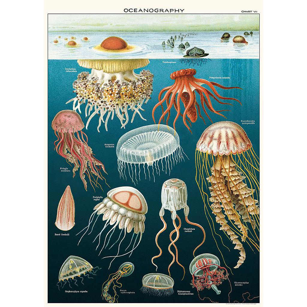 Juliste Meduusat