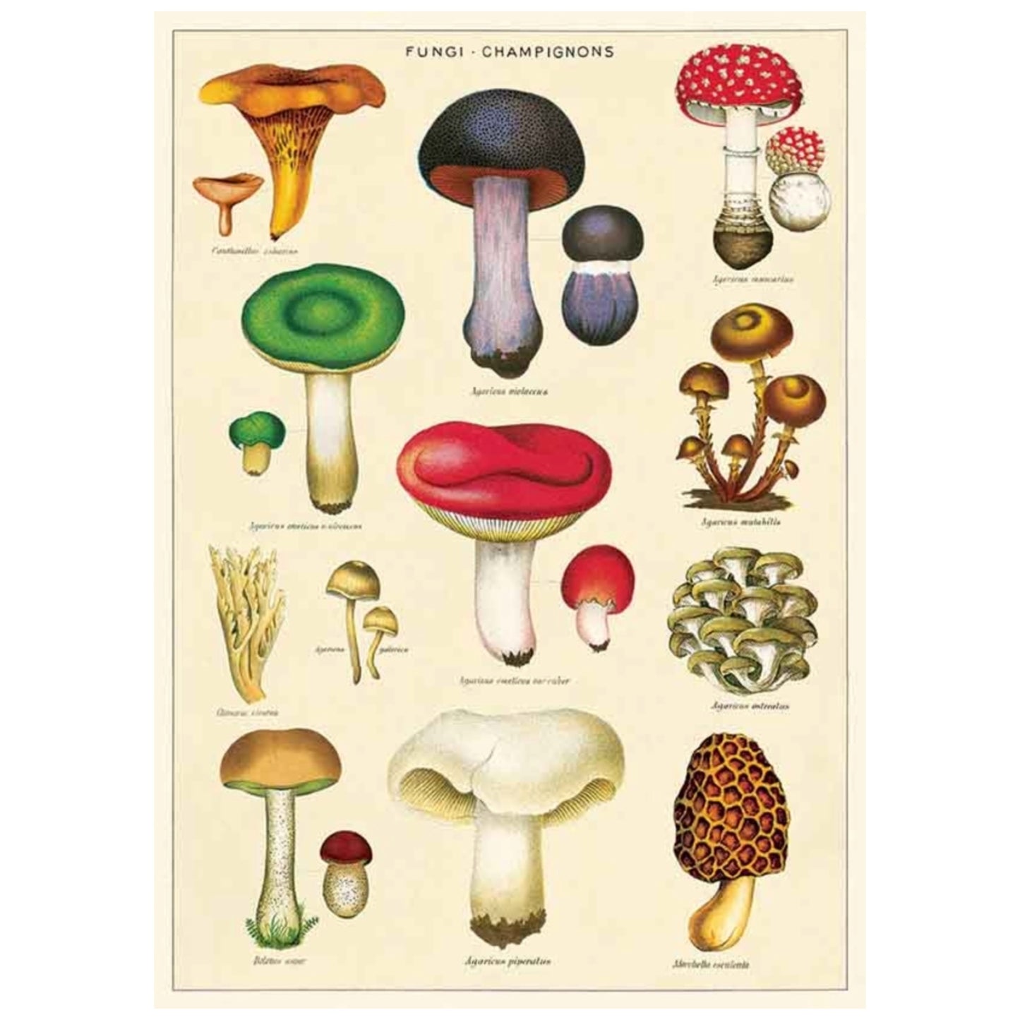 Poster Mushrooms