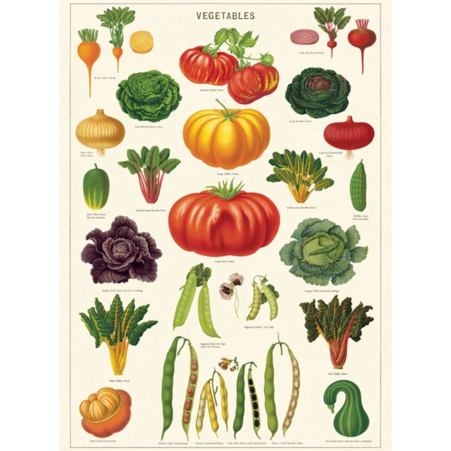 Poster Vegetables