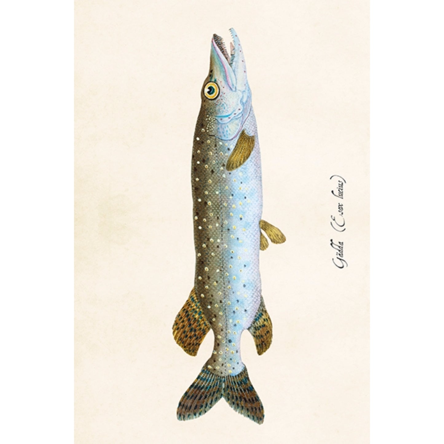 Postikortti Hauki 10 x 15cm