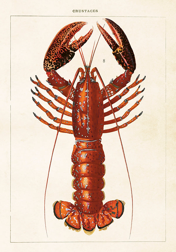 Hummeri juliste – Lobster – Opetustaulu 35 × 50 cm