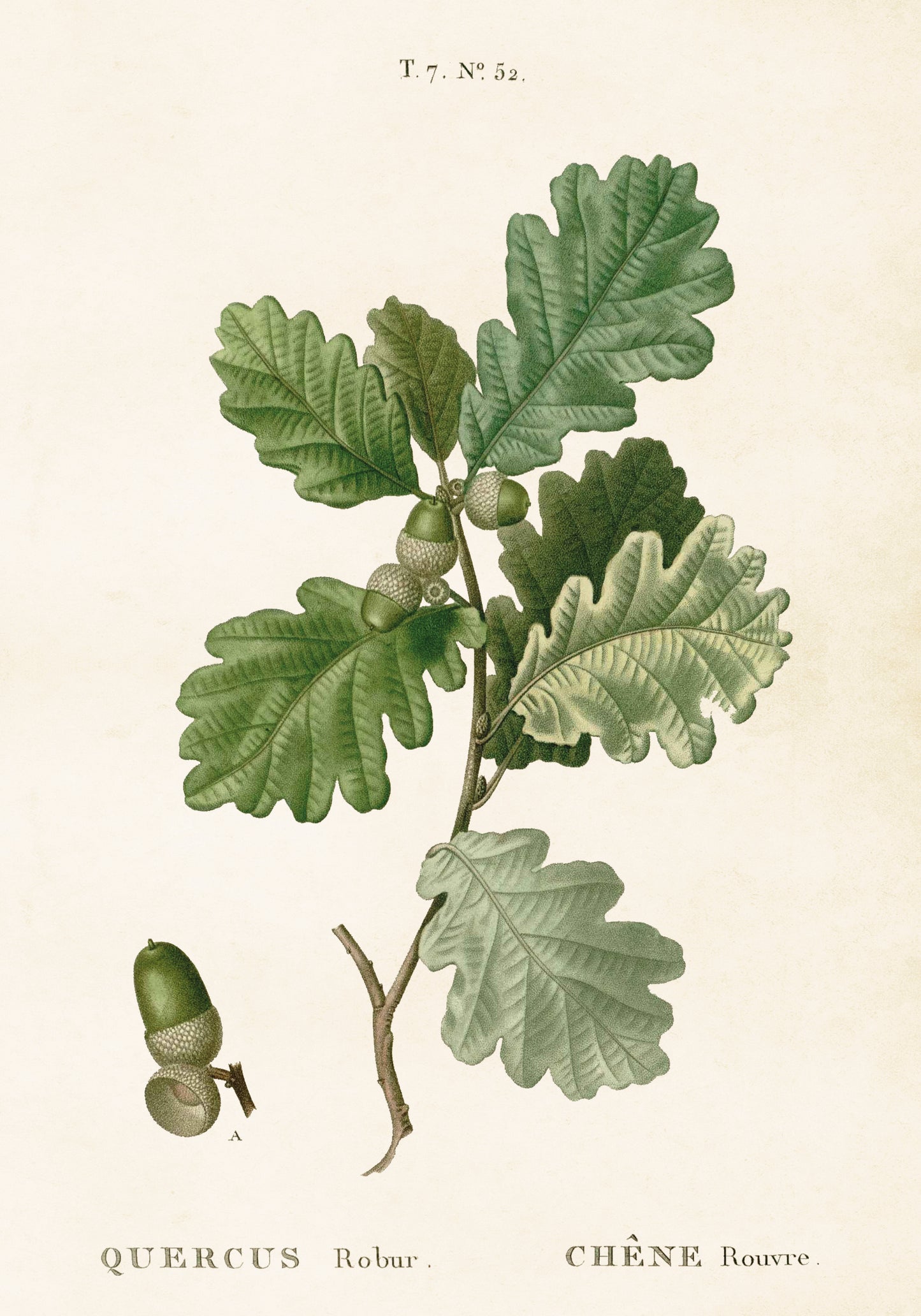 Juliste Tammi