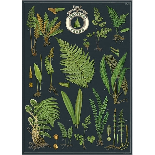 Juliste British Ferns / Saniaiset