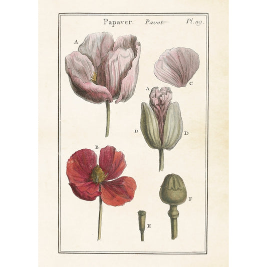 Poster Poppy