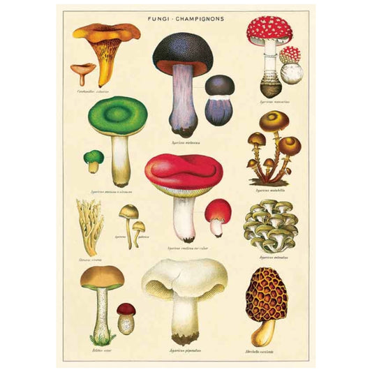 Poster Mushrooms