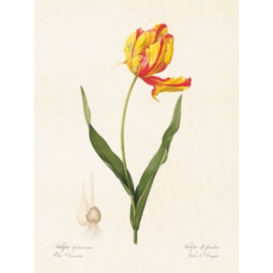 Poster Tulip