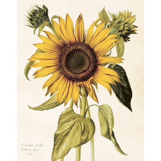 Poster Sunflower