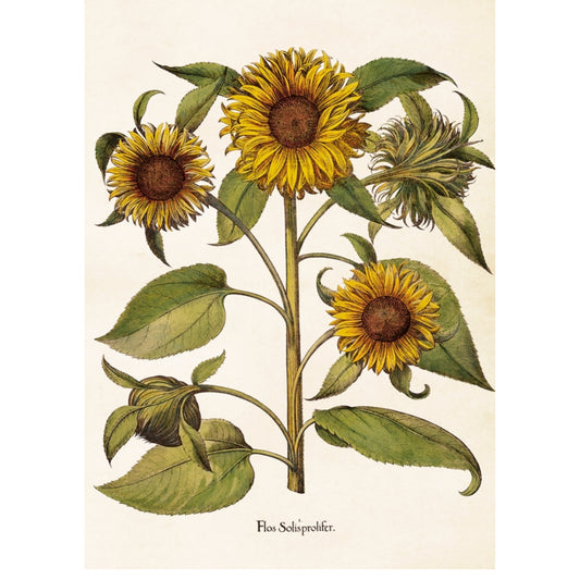 Poster Sunflowers