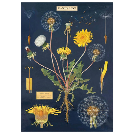 Poster British Ferns / Ferns