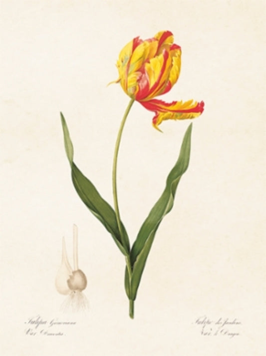 Juliste Tulppaani