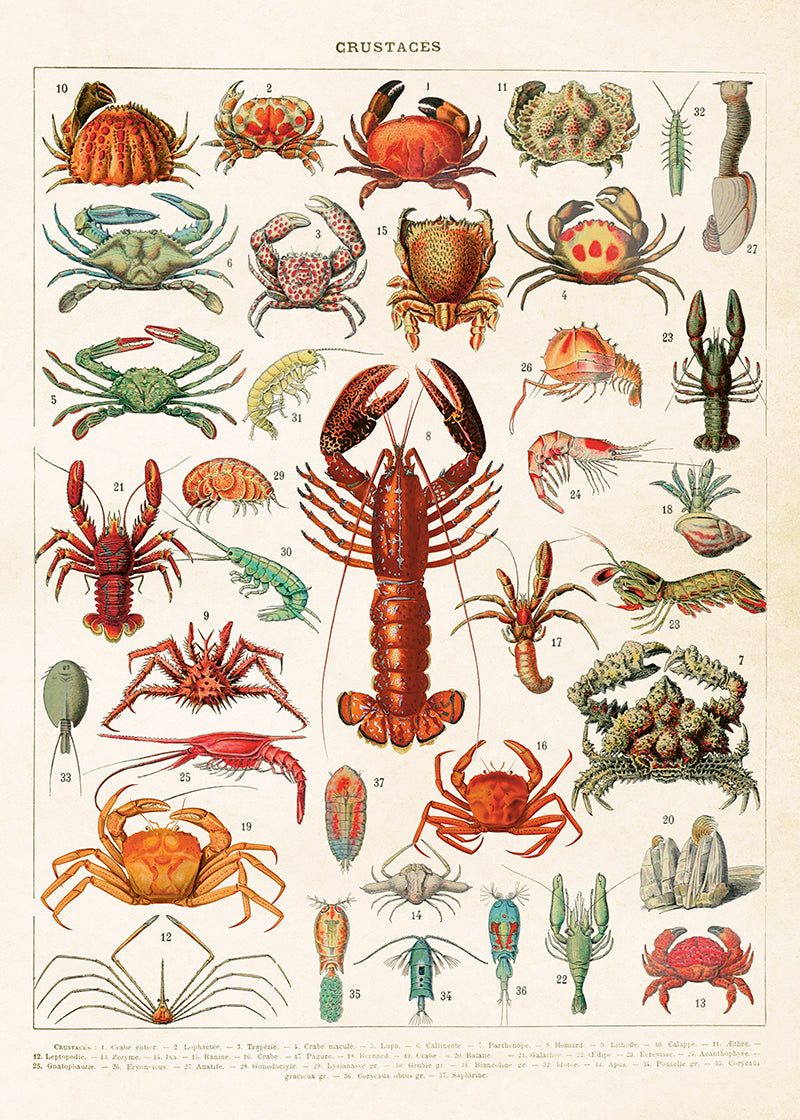 Äyriäiset keittiöpyyhe | Crustaceans – Sköna Ting 50 × 70 cm