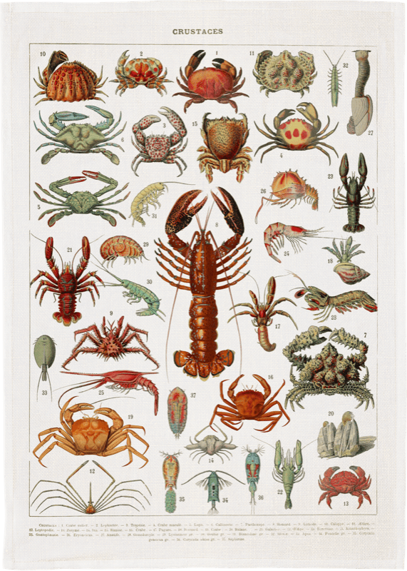 Äyriäiset keittiöpyyhe | Crustaceans – Sköna Ting 50 × 70 cm