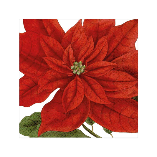 jouluservetit poinsettia skona ting