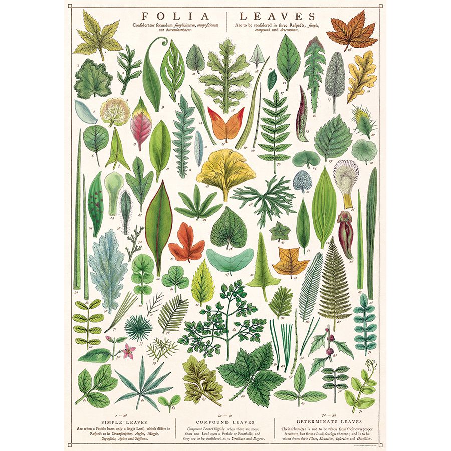 Juliste Cavallini – Folia Leaves 50 x 70 cm
