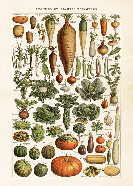 Kasvikset opetustaulu juliste Vegetables 50 × 70 cm