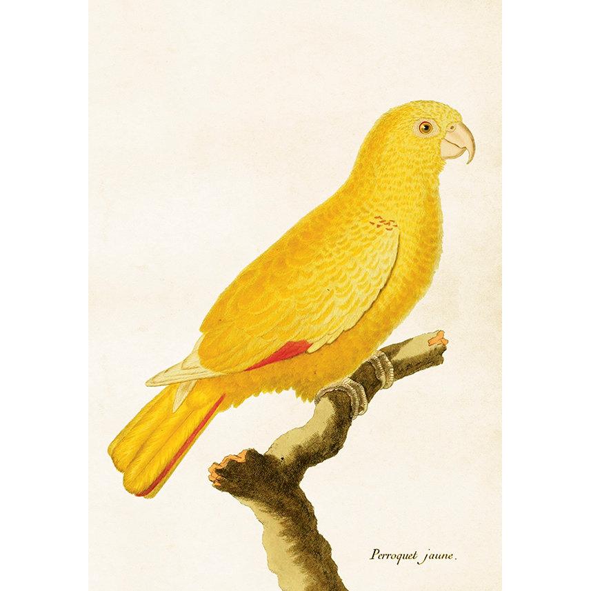 Papukaija juliste – Keltainen papukaija – Opetustaulu 35 x 50 cm